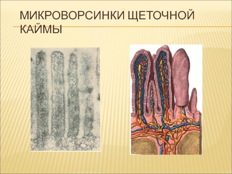 Полость покрывало. Щеточная кайма энтероцитов. Строение микроворсинки гистология. Щеточная кайма гистология. Электронограмма поперечный срез микроворсинок щеточной каёмки.