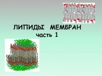 ЛИПИДЫ МЕМБРАН 