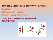ДОМЕННАЯ СТРУКТУРА БЕЛКА