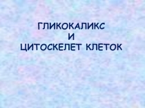 ГЛИКОКАЛИКС И ЦИТОСКЕЛЕТ КЛЕТОК