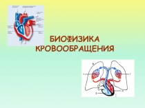 БИОФИЗИКА КРОВООБРАЩЕНИЯ.ppt