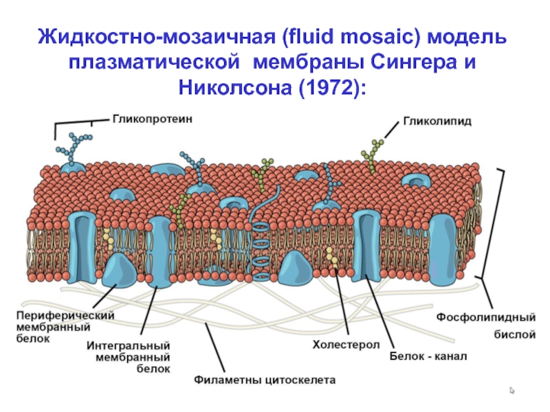 Модель мембраны клетки. Клеточная мембраны Сингера Николсона. Плазматическая мембрана плазмалемма. Строение плазматической мембраны клетки. Клеточная мембрана плазмалемма.