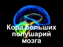 Кора больших полушарий мозга