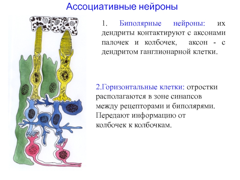 Горизонтальные клетки. Ассоциативные Нейроны. Ассоциативные клетки. Ассоциативные нервные клетки. Ассоциативные Нейроны функции.