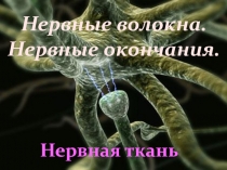 Нервные волокна и нервные окончания