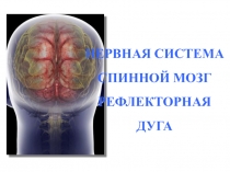 Функциональная морфология спинного мозга