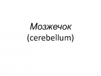 Функциональная морфология мозжечка и промеж.мозга