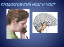 Функцион. морфология продолговатого мозга и моста