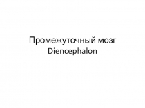 Промежуточный мозг Diencephalon
