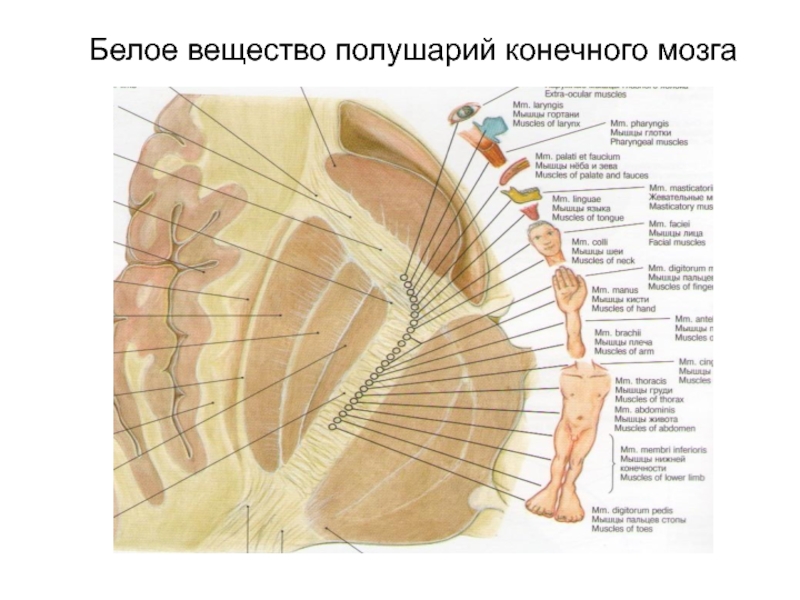 Белое вещество конечного мозга. Белое вещество полушарий. Белое вещество полушарий конечного мозга. Белое вещество больших полушарий состоит из.