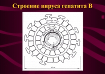 Строение вируса гепатита В