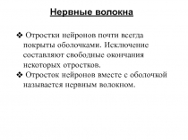 Нервные волокна