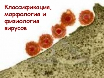 Вирусы 