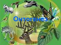 Онтогенез