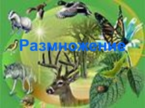 Размножение