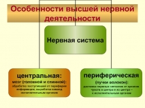 Особенности высшей нервной деятельности