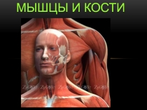 Мышцы и кости