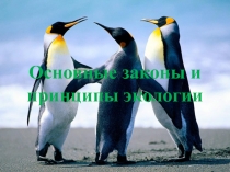 Основные законы и принципы экологии 