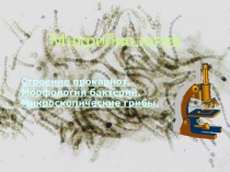 Строение прокариот, морфология бактерий, микроскопические грибы 