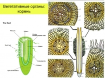 органы корень 