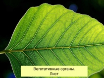 Вегетативные органы. Лист