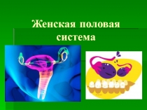 Женская половая система