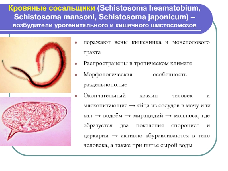 Окончательные хозяева сосальщиков