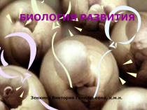 Закономерности индивидуального развития. Онтогенез. Эмбриональное развитие человека