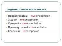 Головной мозг