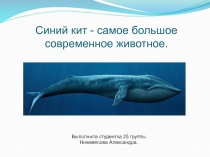 Синий кит - самое большое современное животное