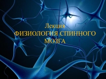 Физиология спинного мозга