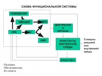 Роль реципрокного торможения