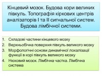 Кінцевий мозок. Будова кори великих півкуль