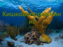 КИШКОВОПОРОЖНИННІ