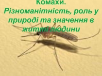 Комахи. різноманітність