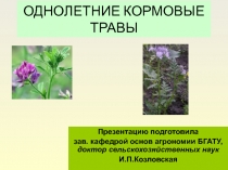 ОДНОЛЕТНИЕ КОРМОВЫЕ ТРАВЫ