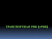 Транспортная РНК (тРНК)