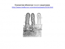 Слизистые оболочки