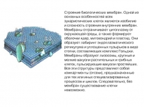 Строение и функции мембран