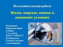 Жизнь морских свинок в домашних условиях