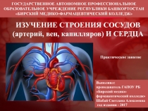 ИЗУЧЕНИЕ СТРОЕНИЯ СОСУДОВ (артерий, вен, капилляров) И СЕРДЦА 