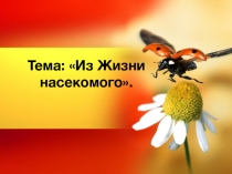 Из Жизни насекомого