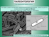 ПАЛЕОНТОЛОГИЯ  Бактериальная палеонтология