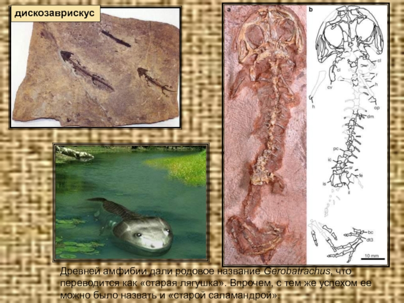 Древней амфибии дали родовое название Gerobatrachus, что переводится как «старая лягушка». Впрочем, с тем же успехом ее можно