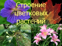 Строение цветковых растений