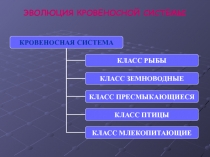 ЭВОЛЮЦИЯ КРОВЕНОСНОЙ СИСТЕМЫ