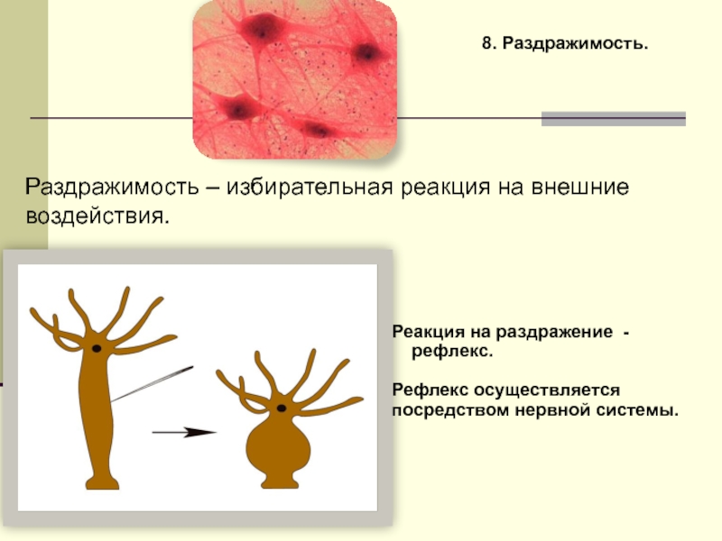 Примеры раздражимости у животных. Раздражимость. Реакция на раздражитель. Раздражимость нервной ткани. Раздражимость и рефлекс.