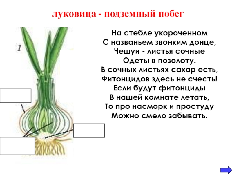 Покажите стрелками и подпишите на рисунке стебель пазушную почку