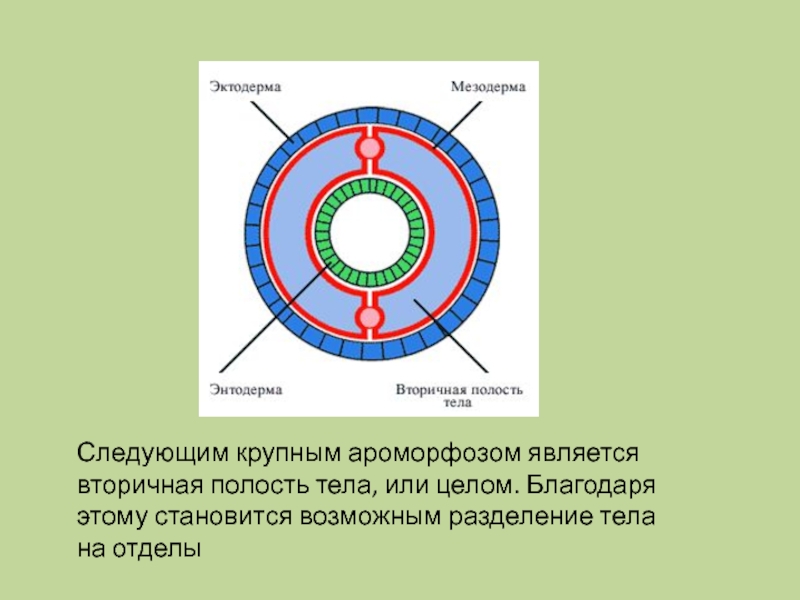 Вторичная полость тела рисунок