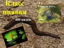 Класс пиявки  400 видов